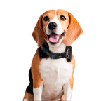 Immagine del prodotto Collare per cani Batman Click blu