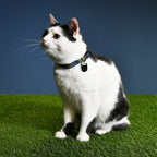Immagine del prodotto Collare per cani Batman Click blu