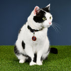 Immagine del prodotto Avengers - Collare per cani con click di Comic Heroes