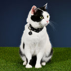 Product image Star Wars - Darth Vader Click-Collar for Dogs Black