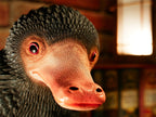 Immagine del prodotto Statua a grandezza naturale di Niffler - Animali Fantastici