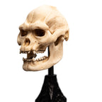 Immagine del prodotto Il Signore degli Anelli - Mini statua Teschio di Lurtz