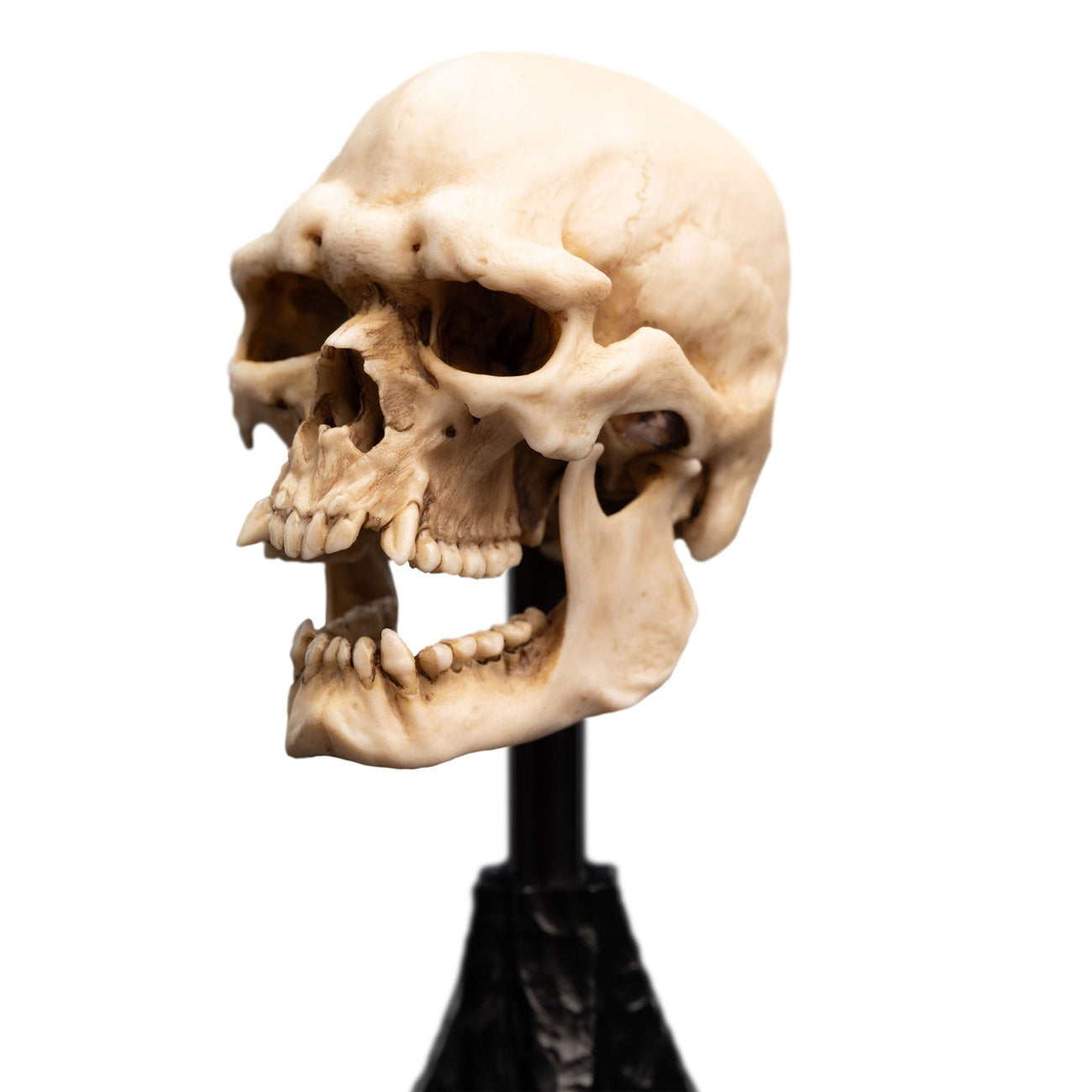 Immagine del prodotto Il Signore degli Anelli - Teschio di un Orco di Mordor Mini Statua