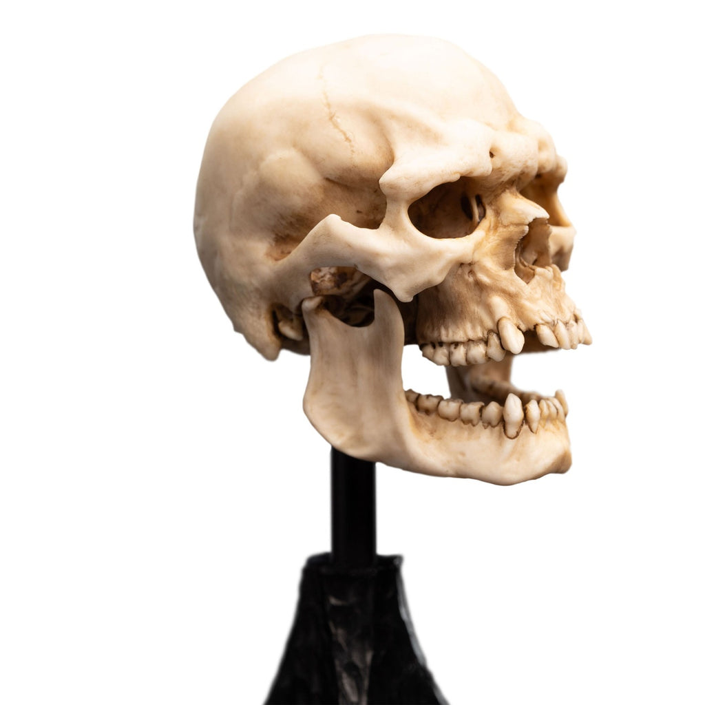 Immagine del prodotto Il Signore degli Anelli - Teschio di un Orco di Mordor Mini Statua