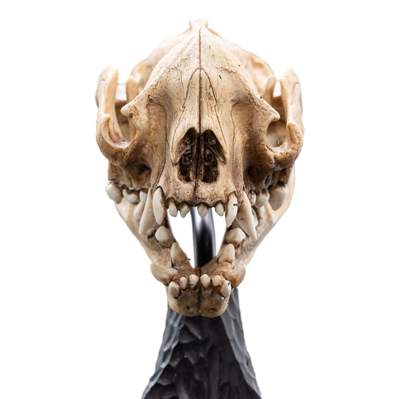 Immagine del prodotto Il Signore degli Anelli Mini statua Skull of a Warg 20 cm